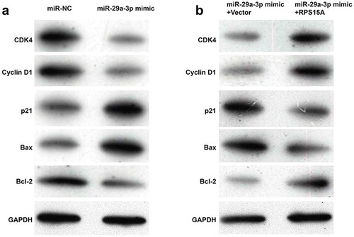 Figure 5. RPS15A counteracted the effects of miR-29a-3p on cell cycle and apoptotic markers.(a) The cell cycle and apoptotic markers were detected in DLD-1 cells transfected with miR-29a-3p mimic or miR-NC using western blotting. (b) The cell cycle and apoptotic markers were detected in DLD-1 cells co-transfected with miR-29a-3p mimic/miR-NC and with RPS15A overexpression plasmid/empty vector using western blotting. GAPDH was used as an internal control.