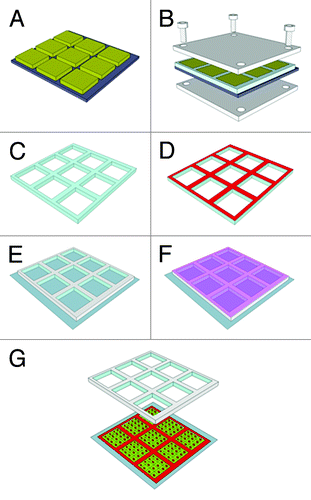 Figure 1. Schematic of the stampcil fabrication procedure: (A) SU-8 mold; (B) pouring of PDMS onto the template and pressing; (C) curing and peeling-off of the stampcil; (D) inking with 10 μg ml−1 fibronectin (see Fig. S1); (E) stamping onto the surface; (F) incubating with cells; (G) releasing of the stampcil.