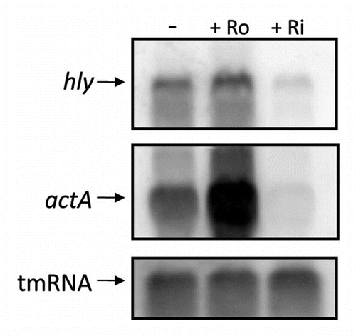 Figure 5 Treatment with roseoflavin results in a decreased expression of the virulence genes hly and actA in minimal medium. L. monocytogenes was grown in minimal medium to an OD600 = 0.25 when roseoflavin (Ro) or riboflavin (Ri) (100 µM) was added for ∼1.5 generations before RNA extraction. Northern blot was hybridized with PCR-generated, radioactively labeled DNA probes complementary to hly, actA and tmRNA (control), respectively.