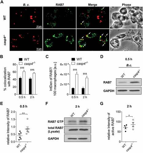 Figure 6. casp4−/-/caspase-11−/- macrophages accumulate RAB7 around the B. cenocepacia-containing vacuole. (a) RAB7 immunofluorescence assay of B. cenocepacia (B.c.)-infected WT and casp4−/- macrophages at 30 min post infection. White arrows point to B. cenocepacia-RAB7 colocalization. (b) Quantification of B. cenocepacia colocalized with RAB7. (c) Quantification of RAB7 in B. cenocepacia-infected WT and casp4−/-macrophages using ImageJ Software. (A-C) Values are mean percentage ± SEM calculated by scoring 24 randomly chosen fields of view from at least 3 experiments. Statistical analyses were performed using Student’s t-test. a.u., arbitrary units. (d) RAB7 immunoblot analysis from WT and casp4−/- macrophages infected with B. cenocepacia at 30 min post infection. (e) Densitometry analysis of RAB7 in B. cenocepacia-infected WT and casp4−/- macrophages. Shown are mean ± SEM of 6 independent experiments (n = 6). Statistical analyses were performed using paired t-test. (f) Immunoprecipitation of GTP-bound RAB7 in B. cenocepacia-infected WT and casp4−/- macrophages at 2 h post infection. (g) Densitometry analysis of active RAB7 in B. cenocepacia-infected WT and casp4−/- macrophages. Shown are mean ± SEM of 4 independent experiments (n = 4). Statistical analyses were performed using paired t-test. *p ≤ 0.05, **p ≤ 0.01, ***p ≤ 0.001.