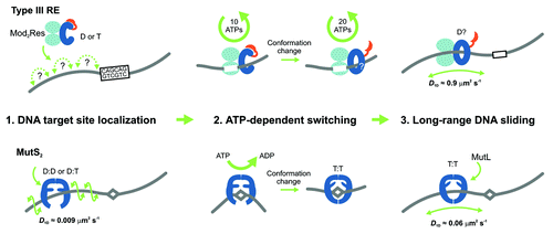 Figure 1. Models for the ATP-dependent initiation of DNA sliding by type III restriction endonucleasesCitation5 (upper) and the MutS enzymes of mismatch repairCitation6-Citation8 (lower). The type III restriction enzyme EcoP15I comprises 2 Mod subunits (methyltransferase) and 1 Res subunit (helicase in blue, endonuclease in red). MutS enzymes are either homo- or heterodimers. (D = ADP, T = ATP). (1) EcoP15I binds to its target site (5′-CAGCAG-3′), predominantly by a 3D hopping or jumping search pathway, whereas MutS enzymes search for DNA damage by 1D DNA sliding correlated with the DNA helix. (2) Both enzyme systems form a stable complex with their respective target site. The role of ATP is to trigger site release and cause a conformational switch into the activated sliding state necessary for downstream signaling and recruitment of protein co-factors. While EcoP15I requires hydrolysis of ~30 ATPs for this process, MutS proteins require an exchange of 1 or 2 bound ADPs for ATP. While MutS structures indicate how sliding clamps could form, structural information on the type III enzymes is currently lacking. (3) Both enzyme systems enter into a long-lived 1D sliding state. Motion of both classes of enzyme is uncorrelated with respect to the DNA helix, which probably reflects that the downstream interactions are via protein–protein contacts rather than protein–DNA contacts. The MutS diffusion is faster in this step than during the initial mismatch search.