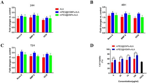 Figure 4. (A) Expression levels of Runx-2, BMP-2 and OCN at 24 h. (B) Expression levels of Runx-2, BMP-2 and OCN at 48 h. (C) Expression levels of Runx-2, BMP-2 and OCN at 72 h. (D) mPEG@HGNPs-ALA enhanced MC3T3-E1 cell viability after treatment with H2O2 (*p < 0.05, **p < 0.01, ***p < 0.001 and ****p < 0.0001).