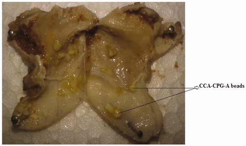 Figure 8. In vivo evaluation of gastric mucoadhesiveness of CCA-CPG-A beads on Wistar rats gastric mucosa after 7 hours.