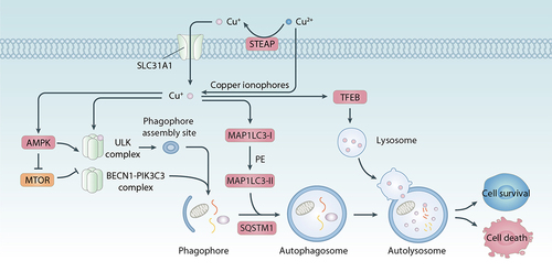 Figure 9. Role of copper in autophagy. Autophagy is a lysosome-mediated degradation process characterized by the formation of multiple member structures such as phagohpores, autophagosomes, and autolysosomes. Copper can induce autophagy initiation by activating AMPK or inhibiting the MTOR kinase pathway or directly binding to ULK1 or ULK2 kinase. Copper-mediated increase in MAP1LC3 and activation of TFEB transcription factor contribute to the formation of autophagosomes and autolysosomes, respectively. Functionally, copper-induced autophagy can lead to a protective response and autophagic cell death, respectively, depending on the strength of the stimulus and the type of substrate being degraded.