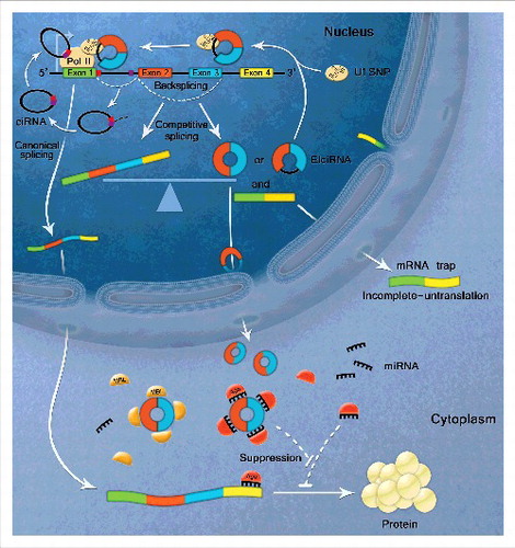 Figure 2. Biological functions of circular RNAs. CircRNAs contain miRNA binding sites to act as competitive endogenous RNA. CircRNAs sequester miRNAs from binding mRNA targets. EIciRNAs can enhance gene transcription via interacting with U1 snRNP and RNA Polymerase II in the promoter region of the host gene. GU-rich sequences near the 5’ splice site (red box) and C-rich sequences near branch point (purple box) are minimally sufficient for ciRNA formation. The stable ciRNA binds to elongating RNA Pol II and promotes transcription. CircRNA biogenesis competes with linear splicing. Circularization and splicing compete against each other to keep the transcripts dynamic balance. CircRNA formation act as ‘mRNA trap’ to make linear transcripts untranslated by sequestering the translation start site or break the integrity of mature linear RNA. CircRNAs can also function as RNA binding protein (RBP) sponge to interact with RBPs, such as MBL, p21 and CDK2.