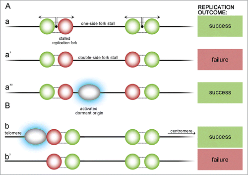 Figure 4. Possible scenarios of origin stalling within a chromosome and at a telomeric region. Stall events may occur either within the chromosome (A) or at the telomeric region (B). One-side stall event (a) does not endanger replication if it happens within the chromosome – DNA will be replicated by another active fork. If, unlikely, active forks stall on 2 sides of yet unreplicated DNA (a'), part of the DNA between them cannot be replicated and replication partially fails, but if there is a dormant origin between (a”), it is activated (blue highlight) and can finish the replication. At the telomeric chromosome end there must be a dormant ‘emergency’ origin that become activated in case of stalling (b). If not, DNA from a telomeric region cannot be replicated (b').