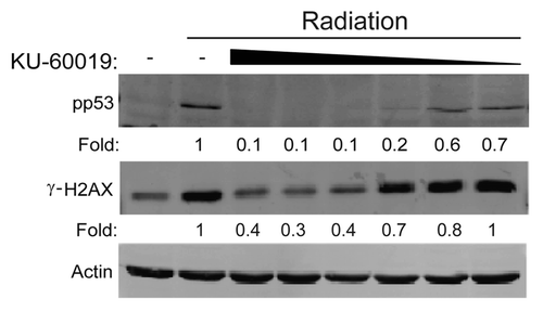 Figure 1 KU-60019 blocks ATM kinase activity at low concentrations. U1242 glioma cells were exposed to KU-60019 (3, 1, 0.3, 0.1, 0.03 or 0.01 µM) for 1 h, irradiated with 5 Gy and collected for western blotting after 5 min. Fold depicts phospho-protein levels normalized to β-actin levels.