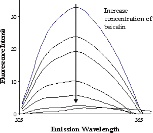 Figure 3.  Fluorescence emission spectra of renin (appoximately 40 μg/mL) excited at 280 nm showing the quench effect of increasing concentration of baicalin (0, 1.57, 3.08, 4.53, 5.93, 7.27, 8.87 μΜ).