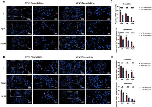 Figure 3. Hyperthermia chemotherapy inhibits the proliferation of RT4 organoids. (A, B) Representative immunofluorescence sections of RT4 organoids treated with gemcitabine (0-10 μM) and pirarubicin(0-10 μM) in 37 °C and 42 °C, stained with Ki67 (red). Nuclei were counterstained with DAPI. (C, D) Quantitative analysis of Ki67+ organoids per field and Ki67+ nuclei per organoid in the gemcitabine(0-10 μM) and the pirarubicin (0-10 μM) groups at 37 °C and 42 °C. Differences between groups were analyzed using two-way ANOVA with multiple comparisons. *p < 0.05, **p < 0.01. ***p < 0.001, ****p < 0.0001.