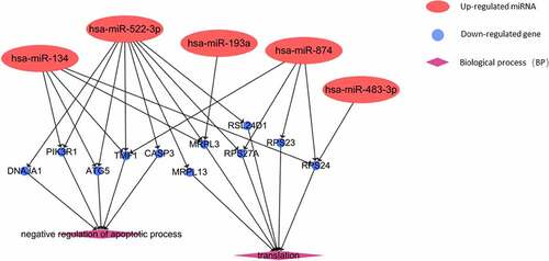 Figure 2. Predicted regulation on biological process (BP) of Co-genes by Dif-miRNAs in VTE patients