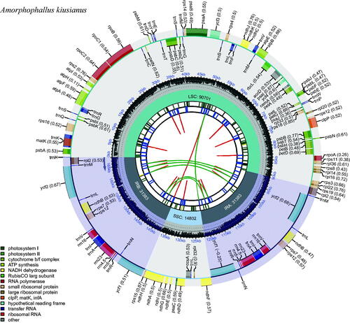 Figure 2. The circular map of the chloroplast genome of Amorphophallus kiusianus. Genes belonging to different functional groups are plotted in the outer circle. The quadripartite structure, which consists of the LSC, the SSC, and two IR regions, is shown. The dark gray in the inner circle indicates the GC content of the chloroplast genome.