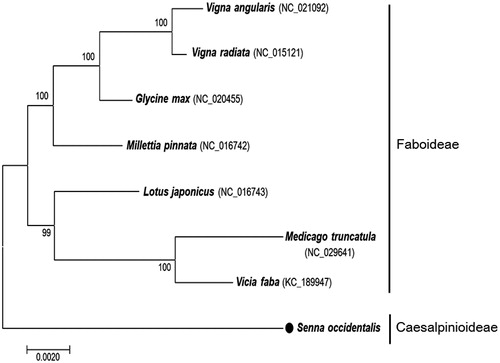 Figure 1. Phylogeny of S. occidentalis and seven related species based on mitochondrial genome sequences. The phylogenetic tree was constructed from the full mitochondrial genome sequences using maximum likelihood analysis with 1000 bootstrap replicates. Bootstrap values are displayed at each node.