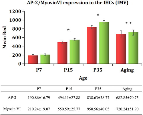 Figure 5. Variations in AP-2 and myosin Ⅵ immunofluorescence IMV in the cochleae of mice of different ages. A densitometric analysis of AP-2 and myosin Ⅵ expression in the IHCs of mice of different ages was performed. Regions of equal area (9 μm2) were selected for IMV measurement, and the results were analyzed by ANOVA. The data are expressed as the mean ± standard deviation of the values obtained in at least three independent experiments. The error bars represent standard deviation. AP-2 (red), myosin Ⅵ (green). *p<.05 vs. P7; **p<.05 vs. P35.