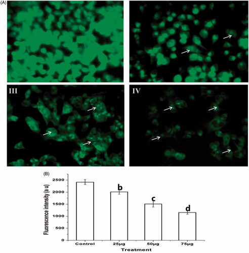 Figure 7. (A) The effect of Ps-AgNPs on the mitochondria membrane potential of TPC1 cells was evaluated by the Rhodamine 123 staining. The images were acquired by floid cell imaging station. The white colour arrow indicates reduced mitochondrial membrane potential with less fluorescence intensity (II–IV). (B) The graphical presentation of mitochondrial membrane potential was detected by spectrofluorometer. All experiments were performed in triplicate and all the values were expressed as mean ± standard deviation of three replicates. The b,c,d superscripts indicate significant difference from control (p<.05).