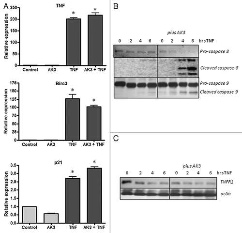 Figure 7. Effect of AK3 on gene activation and initiator caspase cleavage by TNF. (A) HT29 cells were treated with AK3, TNF or AK3 plus TNF for 4 h. RNA was isolated, reverse transcribed and quantified for expression of TNF, BIRC3 and p21 by real-time PCR. TNF activated the expression of the three genes tested relative to control cells (ANOVA, p < 0.001), and there was no significant effect of AK3 on this activation. (B) AK3 enhances the TNF induced cleavage of caspase-8 and caspase-9. Cells were treated with TNF for 0, 2, 4 and 6 h in the presence of absence of AK3 and lysates were analyzed by immunoblotting with antibodies against full length and cleaved caspases-8 and 9. (C) Protein samples were analyzed for TNFR1 by immunoblotting. β-Actin was used as the loading control.