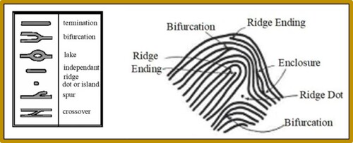 Figure 6. Images and minuates of latent fingerprint details [Citation139].