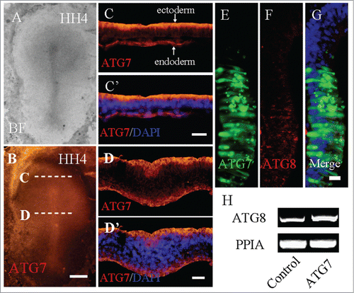 Figure 1. Autophagy exists in HH4 chick embryo. A-D: Immunofluorescent staining was performed on whole-mount HH4 chick embryo to detect the expression of Atg7. The bright-field images of HH4 chick embryo (A) and the immunofluorescent image of Atg7 expression in the HH4 chick embryo (B). Transverse sections were carried out at the anterior primitive streak (C and C′) and the middle primitive streak (D and D′) levels indicated by the white dotted lines in B. E-G: Atg8 immunofluorescent staining was performed after co-transfected pEGFP-N1 and Atg7. The transfected region was indicated by GFP fluorescence (E) and the Atg8 expression was activated at the corresponding region (F-G, red arrow) compared with the non-transfected region (F, white arrow). H: Primitive streaks were collected for RT-PCR analysis after transfected with Control-GFP, or Atg7 respectively. In the Atg7 transfected embryos, Atg8 expression was promoted compared with Control-GFP embryos (N = 3). Abbreviations: BF, bright-field. Scale bars = 600 μm in A-B, 100 μm in C′-C″, 50 μm in D′-D″, and 20 μm in E-G.