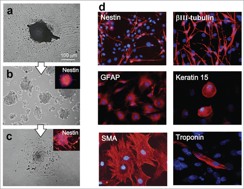 Figure 5. (A) The upper part of hair follicle was cultured for 4 weeks in DMEM with 10% FBS. (B) Cells growing out from the upper part of the hair follicle were transferred to DMEM/F12 without FBS. Two weeks later, the growing cells formed many nestin-expressing hair spheres. (C) Two days after transfer to DMEM with 10% FBS, the hair spheres started to differentiate. (D) One week after switching to DMEM containing 10% FBS, the hair spheres differentiated to desmin-positive cardiac muscle cells, nestin- and βIII-tubulin-positive neurons, GFAP-positive glial cells, K15-positive keratinocytes, and actin-positive cells.