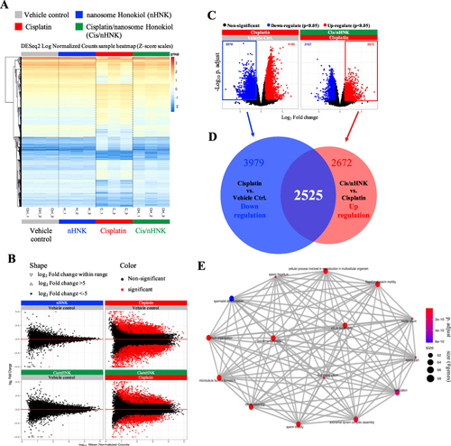 Figure 1 Next-generation sequence analyses revealed similarities and differences in gene profiles between experimental groups and revealed the potential function of affected genes. (A) Differential expression gene (DEG) profiles of control, nHNK, cisplatin, and Cis/nHNK groups demonstrated high similarity in gene profiles between control, nHNK, and Cis/nHNK groups and a distinct pattern after cisplatin injury. (B) Volcano plots confirmed different testicular gene expression patterns between control, cisplatin-injured, and Cis/nHNK groups. (C and D) DEG analysis showed 14,003 affected genes; 2525 were down-regulated upon cisplatin-injury and up-regulated after nHNK administration. (E) Among 2525 genes of interest, many were relevant for spermatid differentiation, fertilization, and the maintenance of sperm structure. Testes of three animals from each experimental group were used for next-generation sequence analyses.