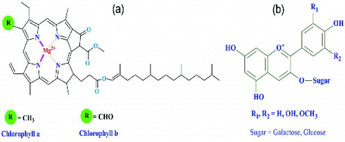 Figure 4. Molecular structures of main pigments of natural dyes. (a) Chlorophyll a and chlorophyll b. (b) Anthocyanin.