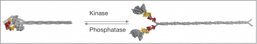 Figure 3. Structural consequences of RLC phosphorylation on the conformation of smooth and nonmuscle myosins-2. RLC phosphorylation at S19 promotes a conformational change from a compact (left) to an extended conformation of the myosin holoenzyme (left), which readily assembles into higher order bipolar filaments (not shown). The structural transition from the compact to the expended conformation is accompanied with an increase in the mechanoenzymatic activity. RLC dephosphorylation by myosin phosphatase reverses the conformational change. Figure adapted from Heissler and Manstein.Citation87