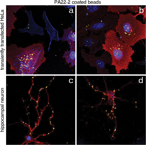 Figure 8. Higher magnification of the interaction between coated beads and transiently transfected HeLa Cells (a and b) and 7 days old primary culture of neurons (c and d). After incubation with the coated microbeads (green) and staining for TLN (red) and actin and nucleus (blue), it is shown that the beads are enriched on the TLN positive cells in panels a and b and that the coated beads redistribute along the neurites as observed in panel c and d.