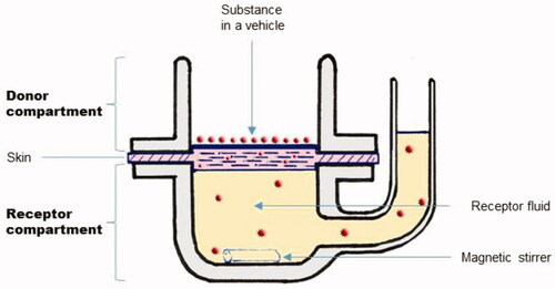 Figure 4. Franz diffusion cell system.