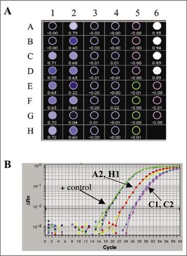 Figure 3.  SYBR Green sequence detection assay for plaque screening. (A) Test plate showing Rn/ΔRn (Rn is the ratio of the reporter dye/reference dye fluorescence signals; ΔRn is the normalized reporter signal minus the baseline signal). Eight plaques from four plaque isolates (rows A–H and columns 1–4) were analyzed using primers specific for the inserted gene. Positive controls (+ control) were the plasmid used for insertion into the fowlpox virus (FPV; first four rows of column 6) and the negative controls were the plaques from the parent FPV-M3 and reagent controls (column 5 and the remaining rows of column 6, respectively). (B) Amplification plots for selected wells (A2, H1, C1, and C2) and positive controls (plasmid).