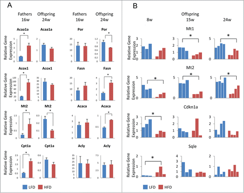 Figure 2. Aberrant gene expression in male offspring liver from high fat diet-treated fathers. (A) Real-time PCR analysis in liver from HFD- (red) and LFD-treated (blue) fathers (left panels) and 24-week old male offspring (right panels) for each of the following genes: Acaa1a, Por, Acox1, Fasn, Mt2, and Acaca. For fathers, each bar represents the mean (±SD) of an experiment using 3 animals performed in triplicate. For offspring, each bar represents the mean (±SD) of an experiment using 4 animals performed in triplicate. (B) Real-time PCR analysis in liver from male offspring at 8, 16, and 24 weeks of age from HFD- (red) and LFD-treated (blue) fathers for the genes Mt1, Mt2, Cdkn1a, and Sqle. Each bar represents the result of an experiment performed in triplicate from an individual animal. PCR data were normalized with respect to control Gapdh expression. *P-value < 0.05.