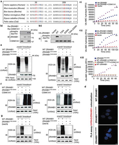 Figure 7. ZRANB1 is a CSNK1A1 substrate, and this phosphorylation activates the DUB activity of ZRANB1. (a) Putative CSNK1A1 phosphorylation sites predicted by Scansite within ZRANB1 orthologs. (bi) The phosphorylation of ZRANB1 was found using a phospho-Ser/Thr antibody. (bii) HEK293T cells were transfected with wild-type or mutant ZRANB1 constructs, then phosphorylation of ZRANB1 was detected using the phospho-Ser/Thr antibody. (ci and cii) CSNK1A1 activates ZRANB1 in cells. ZRANB1 was immunoprecipitated from HEK293T cells coexpressed with CSNK1A1 (ci) or treated with 10 μM D4476 (cii), and followed by Ub-AMC hydrolysis assay. (ciii) T35A S209A mutation blocks ZRANB1 activation by CSNK1A1. Recombinant ZRANB1 protein, T35A S209A mutation was mixed with or without CSNK1A1 in vitro, and Ub-AMC assay was performed. RFU represents relative fluorescence units. (d) Proximity ligation assay (PLA) was performed to confirm the interaction between UVRAG, ZRANB1 and their mutants. Scale bars: 10 µm. (e) zranb1−/− MEF cells were virally transfected with indicated plasmids, and the K29- and K33-ubiquitination of UVRAG was analyzed. (f) zranb1−/− MEF cells were virally transfected with indicated plasmids with or without CSNK1A1, and the K29- and K33-ubiquitination of UVRAG was analyzed. (g) zranb1−/− MEF cells were virally transfected with indicated plasmids with or without 10 μM D4476, and the K29- and K33-ubiquitination of UVRAG was analyzed.