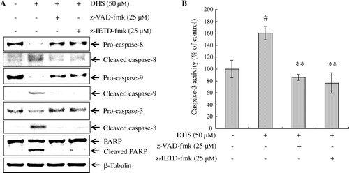 Fig. 4. Effects of caspase inhibitors on DHS-induced caspase activation in HeLa cells. Cells were pretreated with z-VAD-fmk (pan-caspase) or z-IETD-fmk (caspase-8) for 1 h, and then treated with 50 μm DHS for an additional 24 h. (A) Protein expression levels of caspase-8, caspase-9, caspase-3, and PARP. (B) DHS-induced caspase-3 activation. Values are expressed as mean ± SD.#p < 0.01 vs. control, **p < 0.01 vs. DHS.