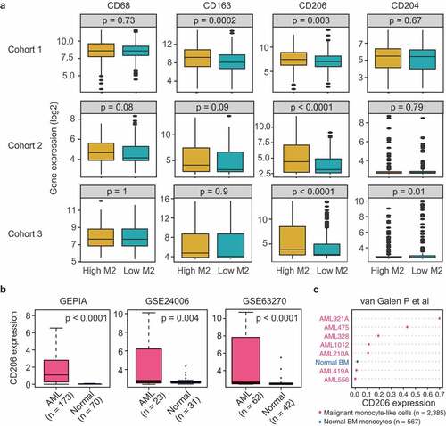 Figure 3. CD206 expression reflects variation in M2 macrophage abundance and is more highly expressed in AML patients than normal controls. (a) mRNA levels of M2 marker genes (CD68, CD163, CD206, and CD204) between patients with high (above median) and low (below median) M2 macrophage abundances in three AML cohorts. Data are presented as median and IQR. The p-value from Wilcoxon test is shown. (b) Boxplots showing CD206 expression in AML and normal controls using GEPIA (http://gepia.cancer-pku.cn/detail.php?gene=&clicktag=boxplot) and two published datasets (GSE24006 and GSE63270). (c) Dot chart comparing the expression levels of CD206 in sorted monocyte-like cells from AMLs (n = 2385) and monocytes from normal BM (n = 567), as assessed by single-cell RNA-sequencing (van Galen P et al., 2019)