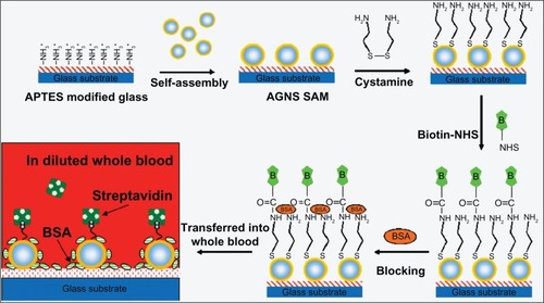 Figure 4 Schematic of fabrication process of the gold nanoshell self-assembled monolayers and the analysis of streptavidin in diluted blood sample. Copyright © 2008, Elsevier. Reproduced with permission from Wang Y, Qian W, Tan Y, Ding S. A label-free biosensor based on gold nanoshell monolayers for monitoring biomolecular interactions in diluted whole blood. Biosens Bioelectron. 2008;23:1166–1170.