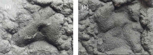 Figure 9. Digital images of the residues after combustion. (a) PP4 and (b) PP8.