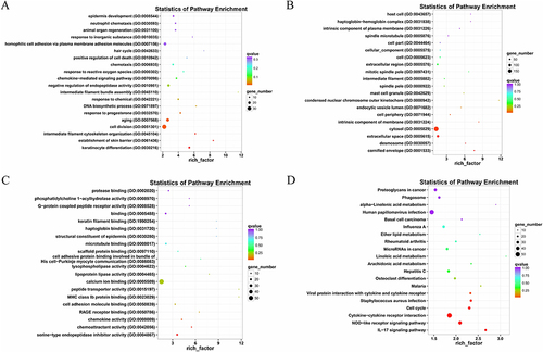 Figure 4 Enrichment analysis. (A) GO enrichment of biological processes. (B) GO enrichment of cellular components. (C) GO enrichment of molecular function. (D) KEGG pathway enrichment.
