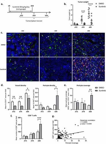 Figure 3. Pericyte coverage and CD8+ T cell infiltration increase one week after the interruption of sunitinib.