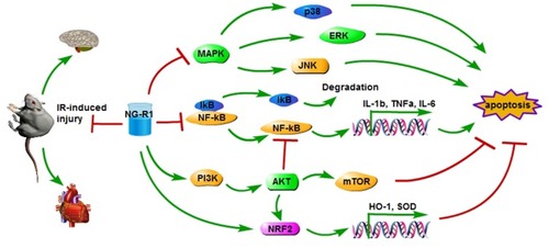 Figure 2 The protective effects of NG-R1 on IR-induced injury in heart and brain have been indicated, as indicated by downregulation of MAPK and NF-κB signaling pathways and upregulation of PI3K/AKT and NRF2 signaling pathways in rats.