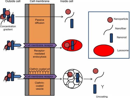 Figure 2 Scheme illustrating possible routes of cellular uptake, including passive diffusion, receptor-related endocytosis, and clarthrin- or caveolae-dependent endocytosis. In brief, nanoparticles are in the correct size and shape. They may dock on membrane receptors, facilitating receptor-mediated endocytosis. Alternatively, clathrin- or caveolae-mediated endocytosis may occur, which results in the formation of pits in the region of 120 nm or up to 80 nm, respectively, which regulates the size of the material they are able to enclose.