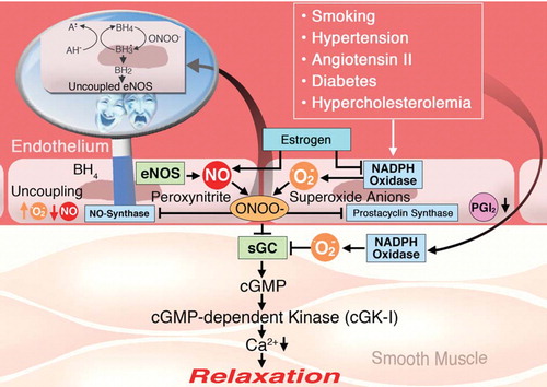 Figure 5 Mechanisms underlying endothelial(vascular) dysfunction in vascular disease. In the presence of risk factors, superoxide‐producing enzymes such as the NADPH oxidase produce large amounts of superoxide (O2·−). Superoxide rapidly reacts with nitric oxide (NO) to form the highly reactive intermediate peroxynitrite (ONOO−). Peroxynitrite causes vascular dysfunction in several ways. It causes tyrosine nitration of the prostacyclin synthase (PGI2‐S) thereby shutting down PGI2 production. Peroxynitrite is also a strong inhibitor of the soluble ganylate cyclase (sGC), thereby inhibiting NO signaling. ONOO− can also oxidize the BH4 to the so‐called BH3· radical. This can decay to BH2 thereby causing eNOS uncoupling. This means that the antiatherosclerotic NO‐producing eNOS is switched to a superoxide‐producing proatherosclerotic enzyme. Vitamin C has been shown to recouple eNOS by reducing the BH3· to BH4 (see insert).