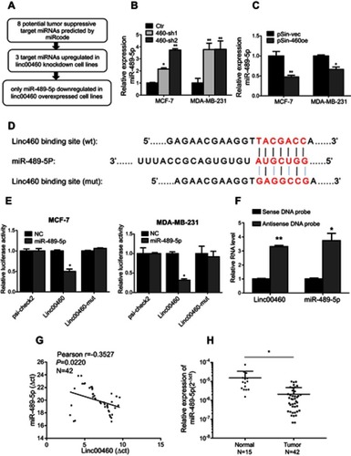 Figure 3 Linc00460 is a direct target of miR-489-5p. (A) The schema showing the screening process for potential miRNAs that bind Linc00460. (B–C) Expression levels of miR-489-5p in MCF-7 and MDA-MB-231 cells, stably transfected with Linc00460 shRNAs (460-sh1 and 460-sh2), Linc00460-expressing plasmid (pSin-460oe) or their respective empty vectors (Ctr, pSin-vec). Data are presented as mean ± SD, analyzed using independent samples t-test. *P<0.05; **P<0.01. (D) Predicted miR-489-5p-binding site in Linc00460 and sequence of the mutated miR-489-5p-binding site used. (E) Luciferase reporter plasmids containing wild type Linc00460, mutant Linc00460, or empty luciferase reporter plasmid, were co-transfected with miR-489-5p mimics or scrambled oligonucleotides negative control into MCF-7 cells and MDA-MB-231 cells. Firefly luciferase reporter activities determined were normalized with Renilla luciferase reporter activities. Data are presented as the mean ± SD, analyzed using independent samples t-test. *P<0.05. (F) Enrichment of Linc00460 and miR-489-5p in biotin-labeled anti-Linc00460 probes pull-down RNA fraction of MCF-7 cells was determined by qRT-PCR. Data are presented as mean ± SD, analyzed using independent samples t-test. *P<0.05; **P<0.01. (G) Pearson’s correlation was performed to analyze the correlations between the expression levels of Linc00460 and miR-489-5p in 42 breast cancer tissues. Data were shown as ΔCt (R= -0.3527, P<0.05). (H) qRT-PCR analysis of miR-489-5p expression in 42 breast cancer tissues and 15 non-tumorous breast tissues. Data were shown as 2−ΔCt and presented as median with a range, *P<0.05. (Student’s t-test).