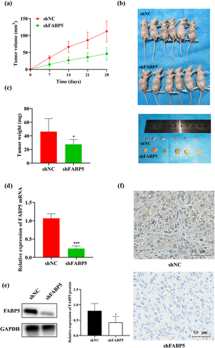 Figure 3. Decreased expression of FABP5 inhibited the growth of HCC cells in vivo. a, HepG2 cells and HepG2 cells stably transfected with shFABP5 RNA or shNC were implanted into nude mice by subcutaneous injection. Tumor volume was measured each 7 days by a calliper until the end of the experiment. The tumor growth curve was drawn. b, the mice and the tumors of different groups on the 28th day after injection. c, the weight of each xenograft tumor was measured at the end of the experiment. d, the differences in FABP5 mRNA levels between the shFABP5 group and the control groups were detected by RT-qPCR. e, the protein levels of FABP5 in the shFABP5 group and the control groups were measured by western blotting. f, the tumors were analyzed by immunohistochemical staining with anti-FABP5. Original magnification: 400 × . ***p < .001 as compared with the vehicle control.