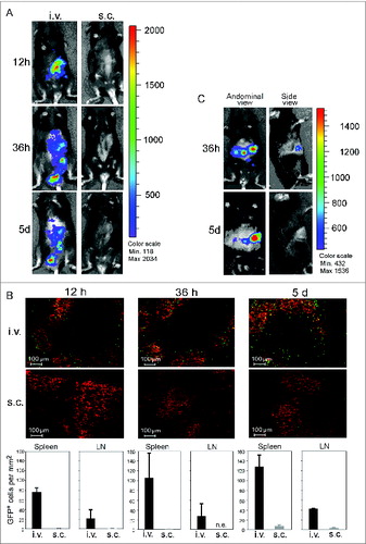 Figure 5. CD40B cells migrate to spleens and lymph nodes in healthy and tumor-bearing mice. 5–10 × 106 CD40B cells from luciferase+ mice (A and C) or GFP+ mice (B) were injected into C57BL/6 mice subcutaneously (s.c.) or intravenously (i.v.). 12 hours (12 h), 36 hours (36 h) or 5 days (5 d) after injection, mice were analyzed for the presence of the CD40B cells either by imaging in the IVIS 200 system in healthy mice (A) or EL4 tumor-bearing mice (C). Cy3 stained to detect all B220+ B cells (red); GFP+ CD40B cells (green) by confocal microscopy (B, upper panel). Representative pictures out of 3 experiments are shown. The number of GFP+ CD40B cells was determined at the indicated time points (B, lower panel). Mean values from one representative experiment are shown; n = 2 mice per time point and condition from each independent experiment.