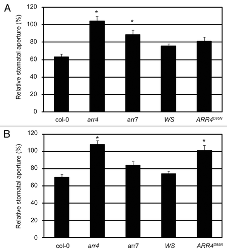 Figure 7. The ethylene and H2O2-induced stomatal response pathway downstream of AHK5 involves ARR4 and ARR7. (A) Stomatal aperture in leaves of wild type (Col-0, WS), arr4, arr7 and ARR4D95N (non-phosphorylatable ARR4 overexpressor) Arabidopsis plants. The leaves were exposed to 100 µM ethephon for 2h. Data are expressed as stomatal aperture response relative to mock-treated controls. Data are derived from measuring the apertures of at least 60 stomata from 3 independent experiments. * = Statistical difference (p-value ≤ 0.001 via Student’s t-test) compared with the wild type plants. (B) Stomatal aperture in leaves of wild type (Col-0, WS), arr4, arr7 and ARR4D95N (non-phosphorylatable ARR4 overexpressor) Arabidopsis plants. The leaves were exposed to 100 µM H2O2 for 2h. Data are expressed as stomatal aperture response relative to mock-treated controls. Data are derived from measuring the apertures of at least 60 stomata from 3 independent experiments. * = Statistical difference (p-value ≤ 0.001 via Student’s t-test) compared with wild type plants.