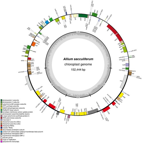 Figure 3. Chloroplast genome map of A. sacculiferum. The center of the map indicates the species name and length of the chloroplast genome. The outer circle represents the genes, and the inner circle represents the size of the IRs, LSC, and SSC, respectively. Genes with diverse functions are shown in different colors. The dark grey plot of the inner circle represents the GC content, and the grey line in middle represents the 50% threshold.