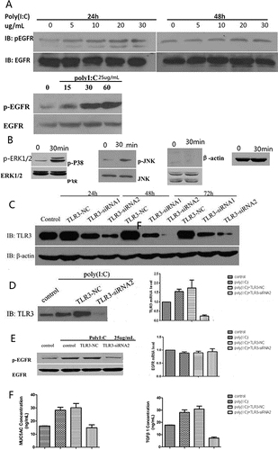 Figure 3. Western blotting analysis of p-EGFR, p-p38, p-ERK1/2 and p-JNK after exposure to poly(I:C) and of TLR3 after treatment with TLR3-NC, TLR3-siRNA1 or TLR3-siRNA2. Western blotting and RT-PCR analysis of TLR3, p-EGFR and EGFR; and ELISA analysis of MUC5AC and TGF-β1 after exposure to TLR3-siRNA2. (A) p-EGFR expression increased with increasing poly(I:C) concentration. (B) p-p38 and p-ERK1/2 were activated, whereas p-JNK was not activated. (C) Treatment with TLR3-siRNA2 for 48 hours was more effective at suppressing TLR3 than TLR3-NC or TLR3-siRNA1. (D) TLR3 production and transcription were remarkably suppressed after TLR3-siRNA2 treatment. (E) TLR3-siRNA2 decresed p-EGFR expression, but did not attenuate EGFR expression and transcription. (F) MUC5AC and TGF-β1 expression levels were diminished by treatment with TLR3-siRNA2. The mean ± SD of triplicate wells from a representative experiment (n = 3) is shown.