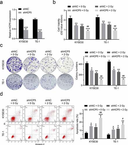 Figure 2. Knockdown of HCP5 further inhibits esophageal cancer cells proliferation and promotes apoptosis combined with a single dose of radiation. (a), The expression levels of HCP5 were detected after cells infected with lentiviral shHCP5; (b), The cell viability was detected by CCK-8 assay in KYSE30 and TE-1 cells; (c), The colony formation was examined in KYSE30 and TE-1 cells; (d), The apoptosis was examined in KYSE30 and TE-1 cells. Data are presented as mean ± SD, n = 5. * compared to the group of shNC + 0 Gy; *P < 0.05, **P < 0.01, ***P < 0.001; # compared to other group of shHCP5 + 2 Gy; #P < 0.05, ##P < 0.01.