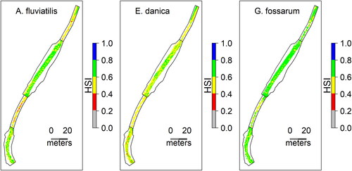 Figure 8. Habitat Suitability Index map for three target species showing the post-restoration situation in summer at the discharge of 0.85 m3/s. The colour represents each habitat suitability index class (grey: 0< HSI ≤0.2; red: 0.2< HSI ≤0.4; yellow: 0.4< HSI ≤0.6; green: 0< HSI ≤ 0.8; blue: 0.8< HSI ≤1).