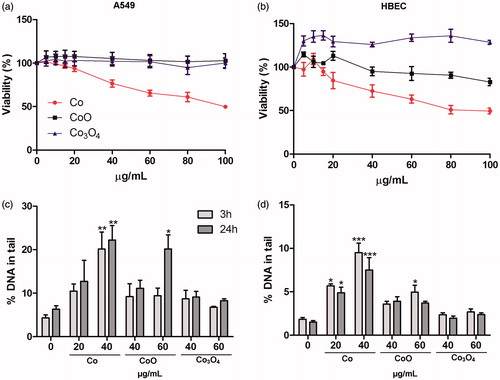 Figure 5. Effects of Co, CoO, and Co3O4 on cell viability and DNA damage in lung cells. Cell viability of A549 cells (a) and HBEC cells (b) after 24 h exposure assessed using Alamar Blue assay. Results are expressed as % of control. Co NPs significantly decreased viability from 40 µg/mL for both A549 and HBEC (***, p < 0.001). DNA damage in A549 (c) and HBEC (d) after 3 or 24 h assessed using comet assay. Significant results as compared to the control are marked with asterisks (*for p value ≤0.05, **for p value <0.01, ***for p value <0.001).