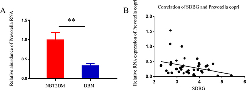 Figure 3 (A) Comparison of the content of Prevotella copri in the intestinal flora of the validation cohort. The abundance of Prevotella copri in the intestinal flora of patients with BDM was significantly lower than that of patients with NBT2DM, P = 0.002 (**P≤0.01); (B) Validation cohort analysis of the correlation between the intestinal Prevotella copri abundance and glycemic fluctuation in patients with BDM, r = −0.318, P = 0.043.