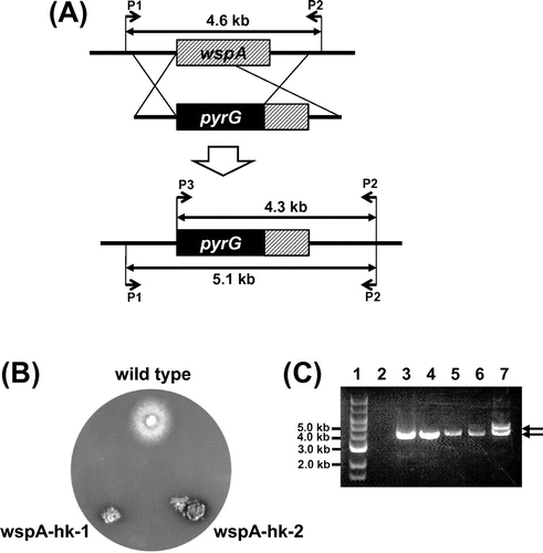 Fig. 2. Characterizations of wspA-hk-1 and -2.